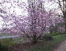 Prunus sargentii Veredlung CAC